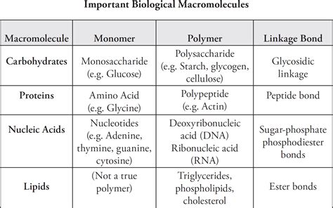 Answers To Ap Biology Packet Macromolecules Epub