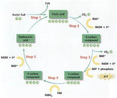 Answers To Biology Junction Cellular Respiration Kindle Editon