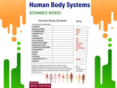 Answers To Body Systems Scramble Sheet Epub