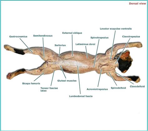 Answers To Cat Dissection Exercise 13 Reader