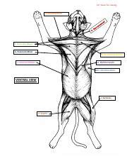 Answers To Cat Dissection Exercise 4 Reader