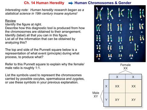 Answers To Ch 14 Human Chromosomes PDF