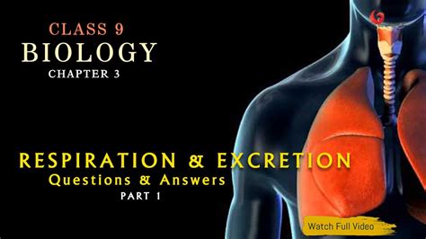 Answers To Digestion Respiration And Excretion Work Doc