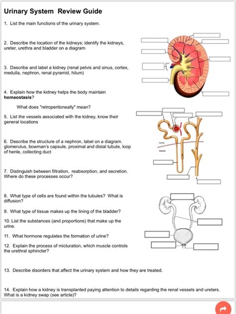 Answers To Interactive Physiology Urinary System Kindle Editon