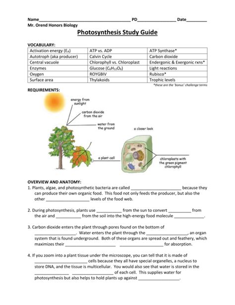 Answers To Plants And Photosynthesis Study Guide Reader