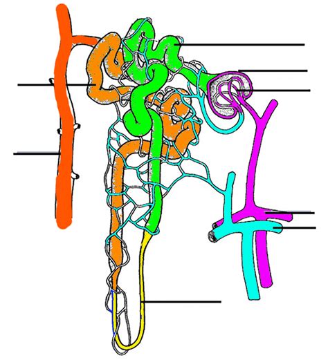 Answers To Structure Of The Nephron Coloring Epub