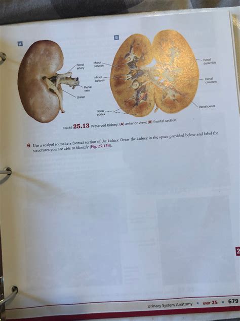 Answers To The Kidney Dissection Lab Doc