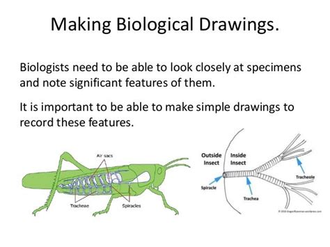 Answers Using And Making A Biological Key Reader