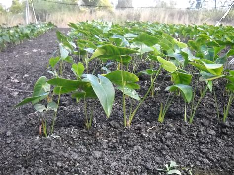 Anthurium Plant Fertilizer: What It Is and Why It Matters