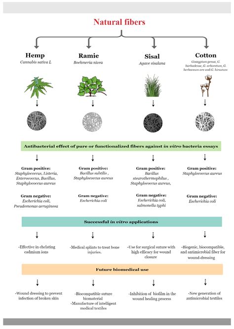 Antibacterial Properties: