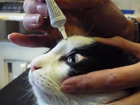 Antibiotic Eye Drops for Cats: Your Complete Guide to Eye Health