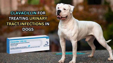 Antibiotics for Canine UTIs: A Comprehensive Guide to Treatment