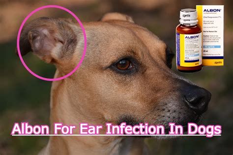 Antibiotics for Dog Ear Infections: 5 Common Options and How to Choose the Best One