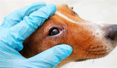 Antibiotics for Dog Eye Infections: A Comprehensive Guide