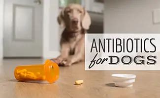 Antibiotics for UTIs in Dogs: The Only Guide You Need