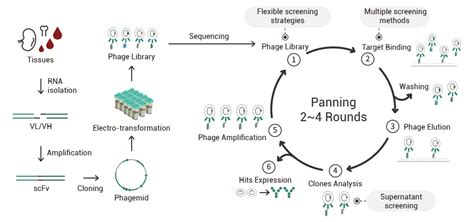 Antibody Phage Display Methods and Protocols Reader