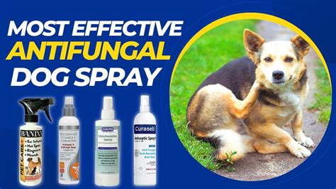 Antifungal Medications for Dogs: The Ultimate Guide for Treating Fungal Infections