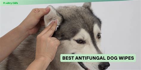 Antifungal Pet Wipes Ingredients: 2025 VS. Today