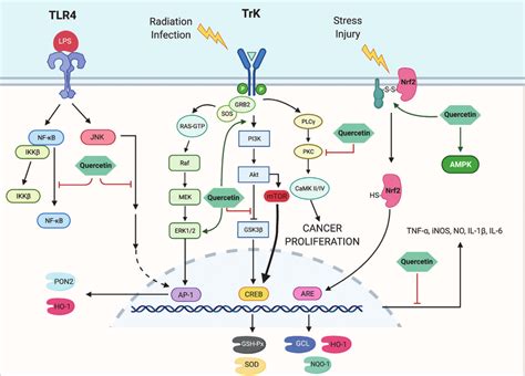 Antioxidant and Anti-Inflammatory: