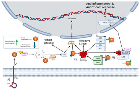 Antioxidant and Anti-Inflammatory Properties: