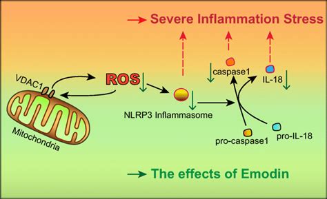 Antioxidant and Anti-inflammatory Effects: