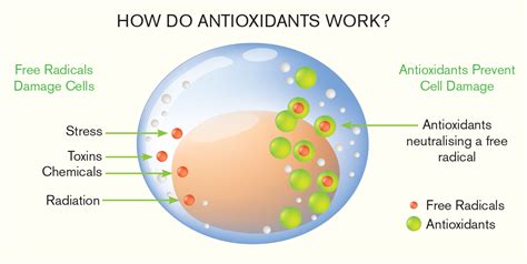 Antioxidant effects: