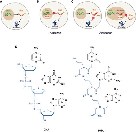 Antisense Nucleic Acids and Proteins Doc