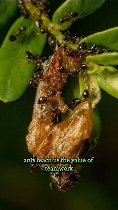 Ants: Masters of Teamwork and Efficiency