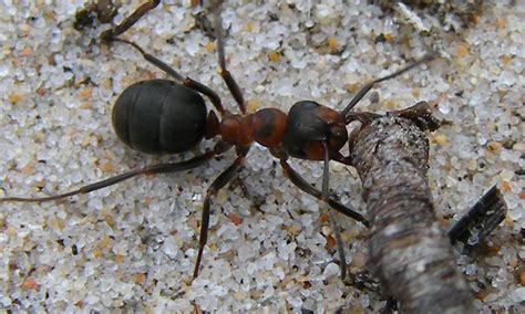 Ants Carrying Sticks: Nature's Tiny Marvels