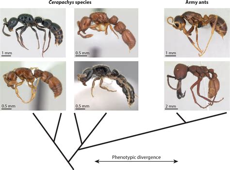 Ants and Their Ancestral Roots