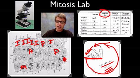 Ap Biology Lab 3 Mitosis And Meiosis Answer Key PDF