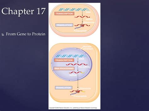 Ap Chapter 17 From Gene To Protein Answers Epub