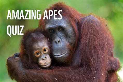 Apes Practice Test: Test Your Knowledge of Apes