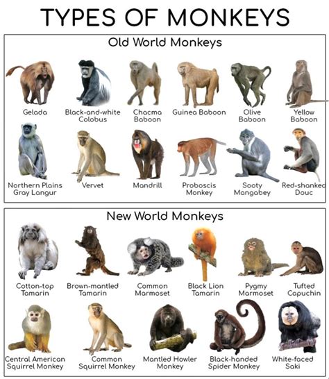 Apes Study Guide: A Comprehensive Dive into the Primate World