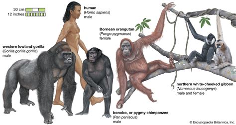 Apes Unit 1 Review: Unlocking the Secrets of Our Primate Ancestors