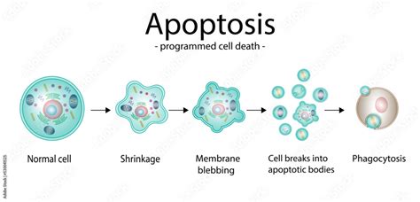 Apoptosis The Life and Death of Cells Developmental and Cell Biology Reader