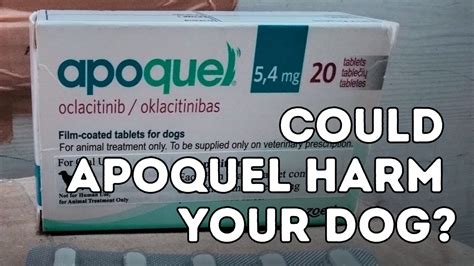 Apoquel: 7 Potential Side Effects in Dogs You Need to Know