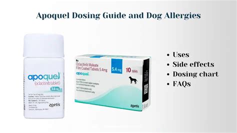 Apoquel Dose for Dogs: A Complete Guide to Treatment and Dosage Calculations