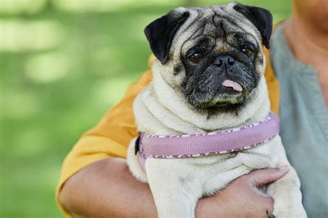 Aposta Pug: Guia Completo para Ganhar Dinheiro Apostando em Pugs