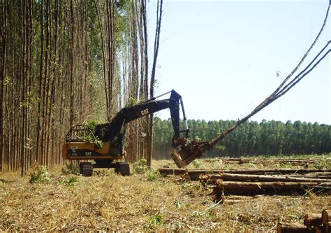 Aposta Rosewood: Um Guia Abrangente para Lucrar com o Investimento em Madeiras Nobres