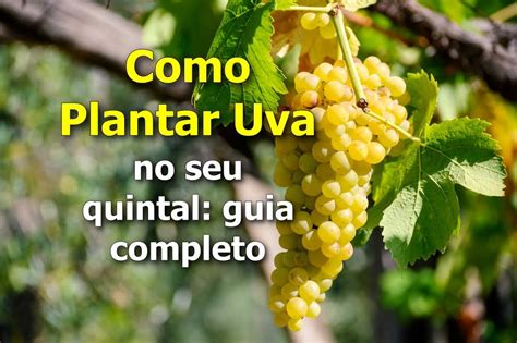 Aposta Uva: Um Guia Completo