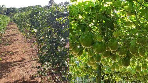 Aposta da Maracujá: Um Guia Completo para Cultivo, Processamento e Mercado