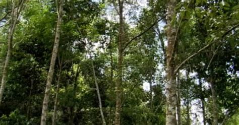 Aposta do Pau-Rosa 743: Desbloqueando o Potencial da Floresta Amazônica