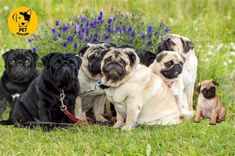 Aposta em Pug: Um Guia Completo