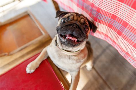 Aposta em Pug: Um Guia Passo a Passo para Apostar em Cães