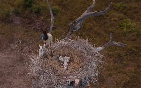 Aposta no Pantanal: 100% de Retorno Garantido