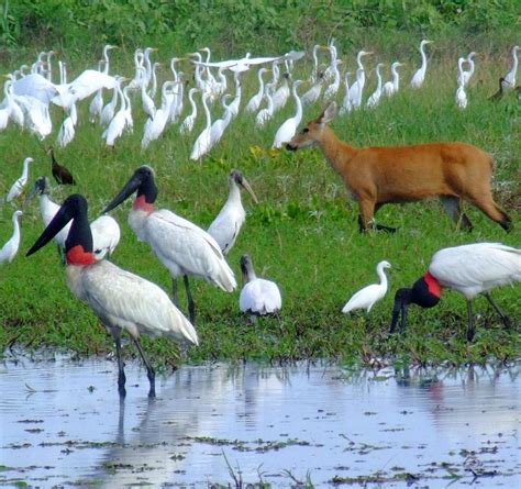 Aposta no Pantanal: Lucrando com a Riqueza Biológica do Maior Pantanal do Mundo