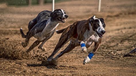 Apostas em Corridas de Cães: