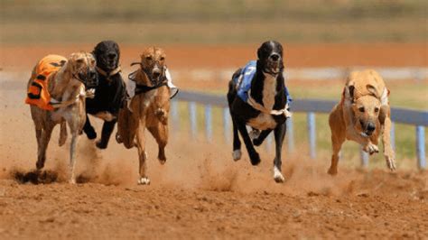 Apostas em Corridas de Galgos: Dicas e Estratégias para Lucrar