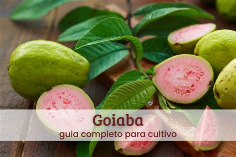 Aposte em Goiaba: Um Guia Completo para Lucrar com a Fruta do Brasil